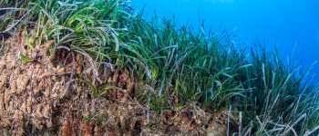 Proteggere l’ambiente costiero con le interazioni positive tra le piante