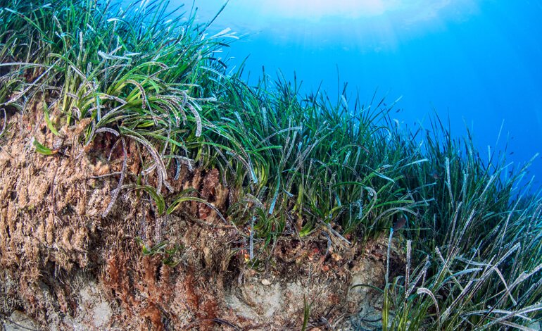 Proteggere l’ambiente costiero con le interazioni positive tra le piante