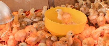 Dal 2026 stop all’uccisione dei pulcini maschi nell’industria delle uova