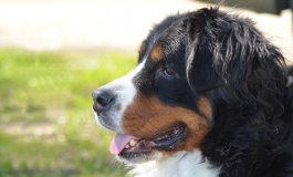 Bovaro del Bernese: il cane dal mantello tricolore