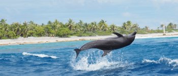 Comprendere il linguaggio dei delfini per contribuire a salvarli