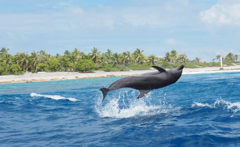Comprendere il linguaggio dei delfini per contribuire a salvarli