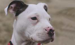 American Pitbull Terrier: uno dei cani più famosi al mondo