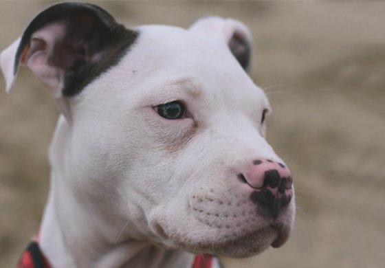 American Pitbull Terrier: uno dei cani più famosi al mondo