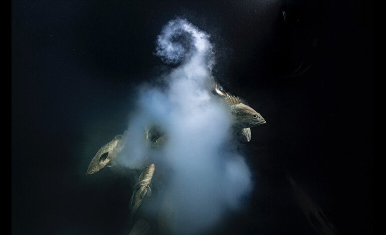 In mostra a Bard il Wildlife Photographer of the Year