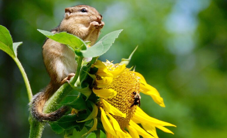 Reti ecologiche, biodiversità e aree protette: reazioni a catena
