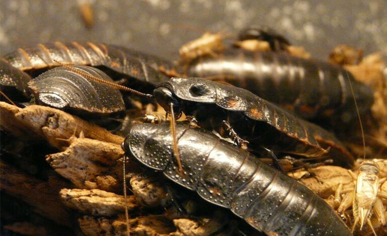 Come guarire dalla paura e dalle fobie ingiustificate per alcuni animali