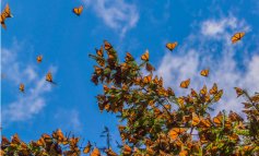 La vanessa del cardo e il segreto delle farfalle che migrano