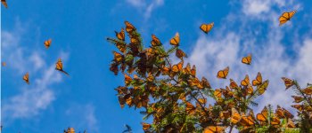 La vanessa del cardo e il segreto delle farfalle che migrano
