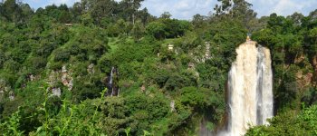 Le foreste africane: un patrimonio prezioso per il continente