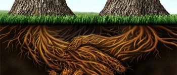 L’intelligenza delle piante comunica sotto il suolo attraverso le radici
