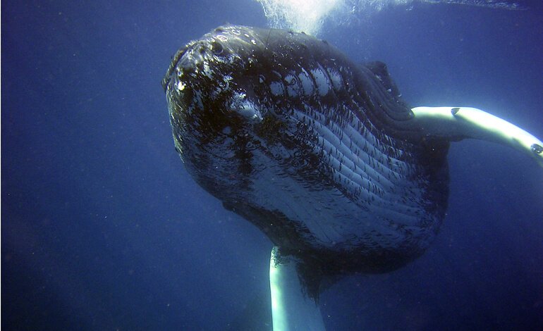 Le grandi navigatrici degli oceani