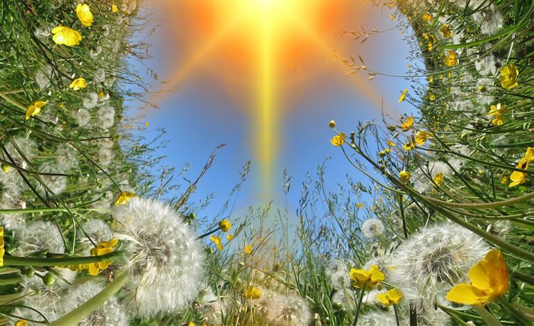 Così le piante si proteggono dal sole troppo forte