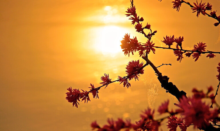 sole