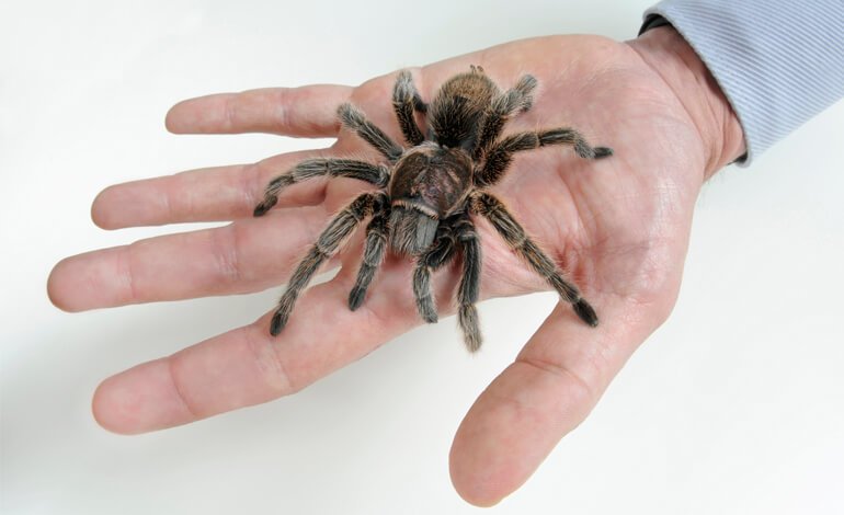 Animali che suscitano schifo e ribrezzo