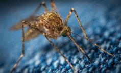 Trappole sessuali contro la diffusione della malaria