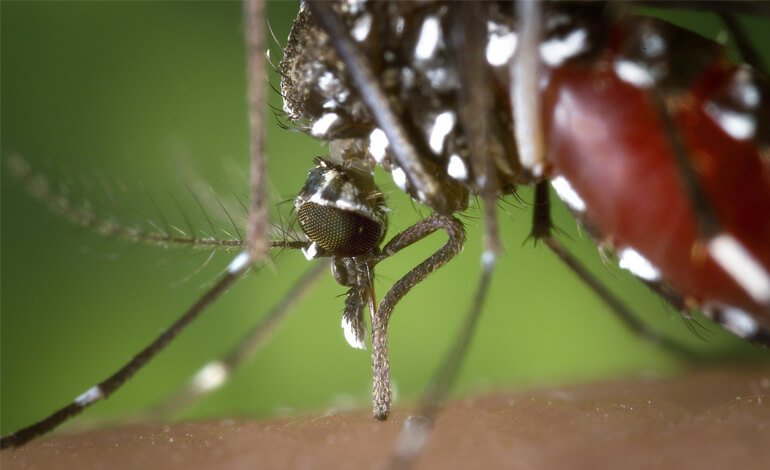 Le zanzare si controllano dallo Spazio