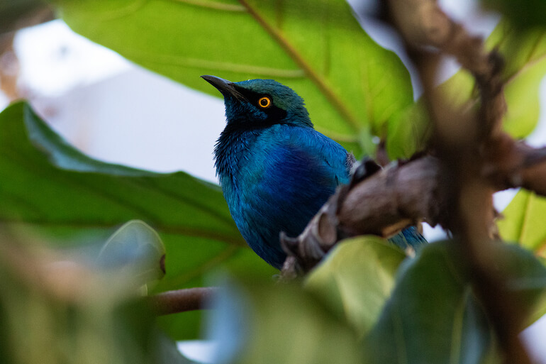 serra tropicale MUSE