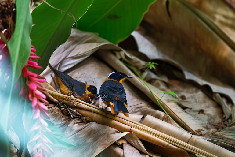 serra tropicale MUSE