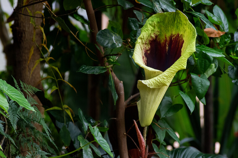 serra tropicale MUSE