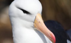 Gli albatri sempre più in profondità: strategia per salvarsi?