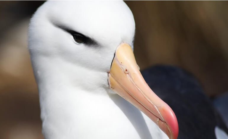Gli albatri sempre più in profondità: strategia per salvarsi?