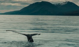 Caccia alle balene: anche l’Islanda dice basta