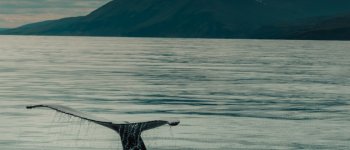 Caccia alle balene: anche l’Islanda dice basta