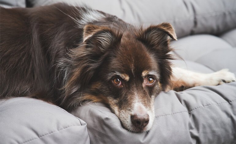 Il dolore del cane per la perdita di un suo simile in famiglia