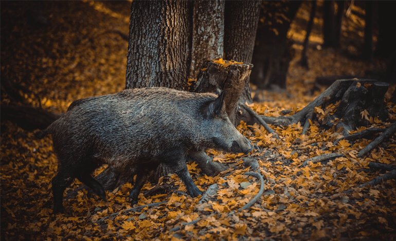 Peste suina africana, la Toscana cerca di difendersi