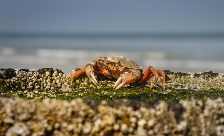 L’invasione dei crostacei alieni