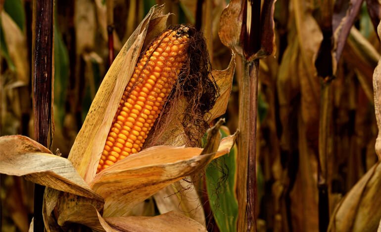 Semi e varietà perdute della Romagna collinare e montana
