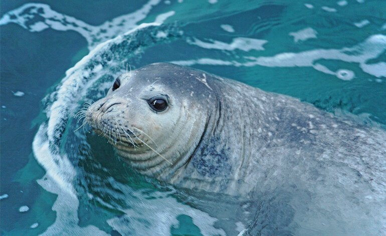 Sulle tracce della foca monaca con i campioni di DNA in mare