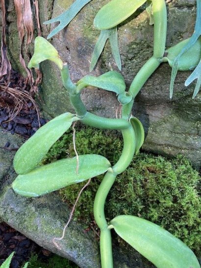 serra tropicale MUSE