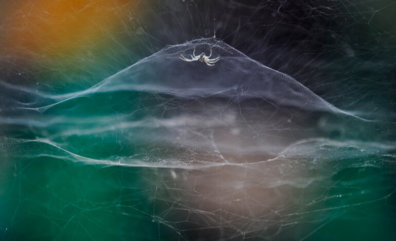 Gli scatti del Wildlife Photographer of the Year in mostra a Bard