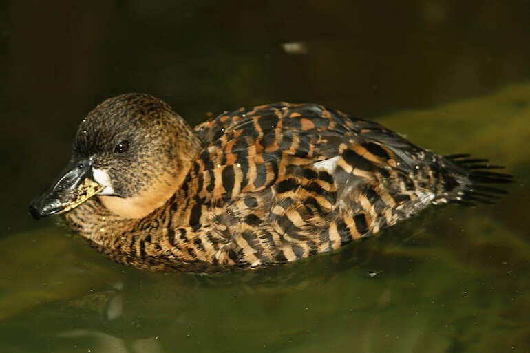 serra tropicale MUSE