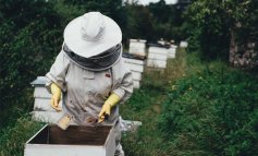 Il calendario delle api e degli apicoltori: il primo trimestre