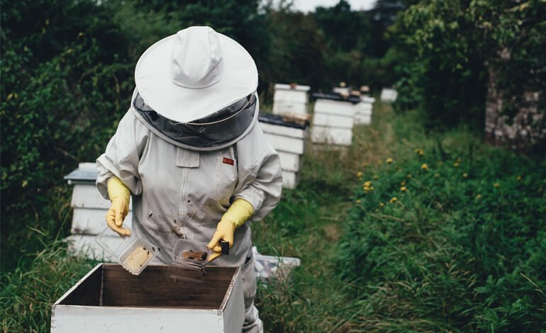 Il calendario delle api e degli apicoltori: il primo trimestre