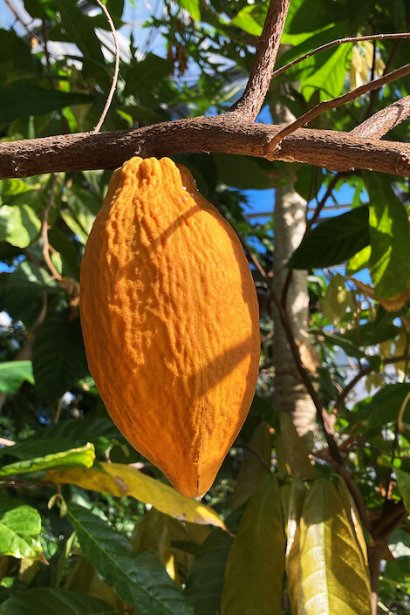 serra tropicale MUSE