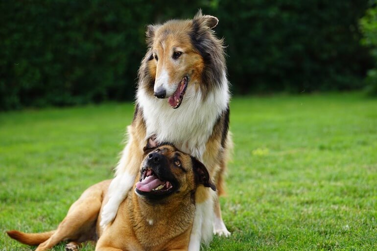 Il cane può provare dolore per la morte di un altro cane