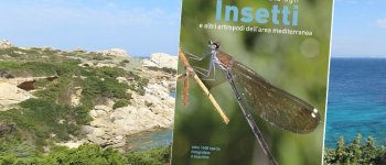 Una nuova guida agli insetti dell'area mediterranea