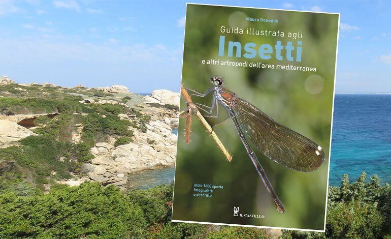 Una nuova guida agli insetti dell’area mediterranea