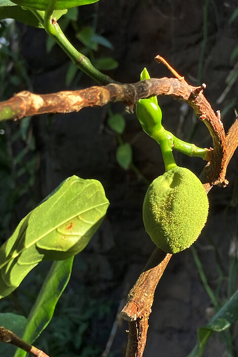 serra tropicale MUSE