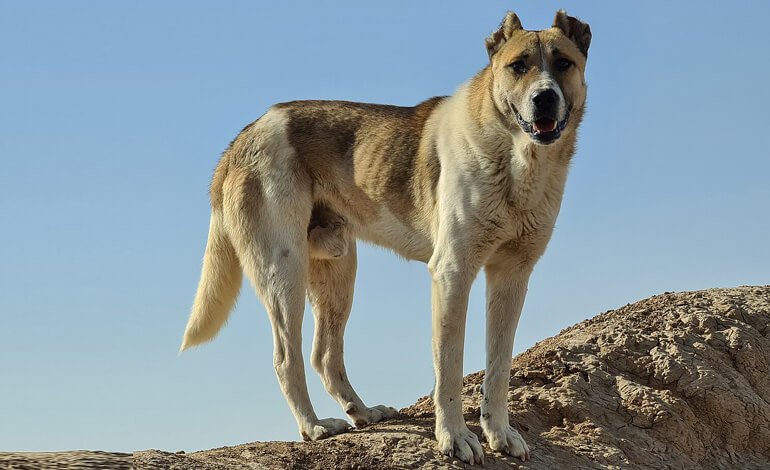 Il mastino persiano: compagno di vita leale, fidato e coraggioso