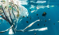 Petizione al Ministro per la raccolta della plastica alla foce dei fiumi