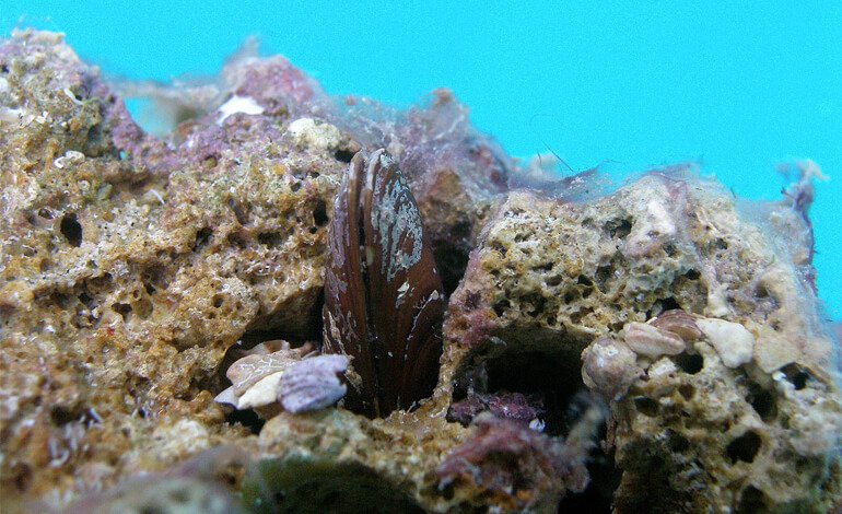 Condannati a Napoli i bracconieri del mare