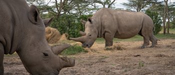 Cellule staminali per la salvezza del rinoceronte bianco del nord