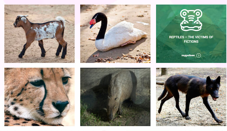guerra e animali
