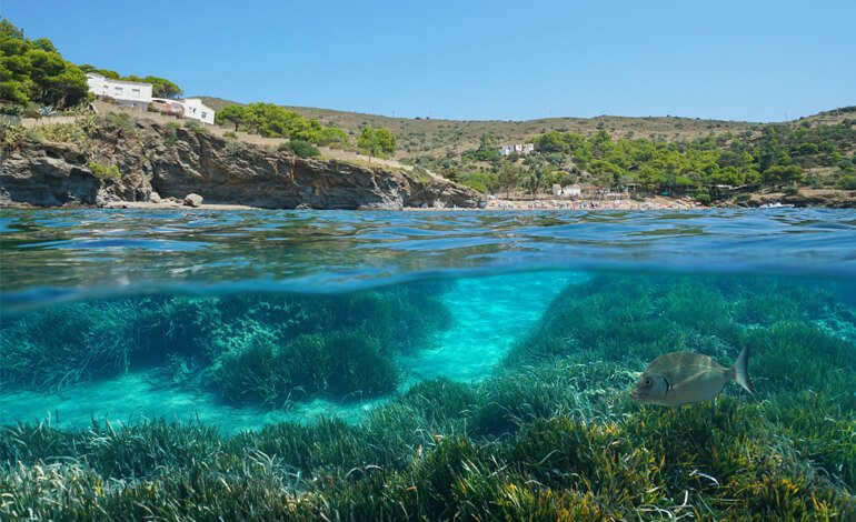 A Golfo Aranci con Philippe Costeau Jr. per dare vita alle foreste sommerse