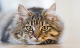 La peritonite infettiva felina (FIP): sintomi, cause e cure